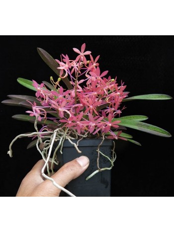 Ванда (Vanda cherry blossom) Ванда (Vanda cherry blossom)